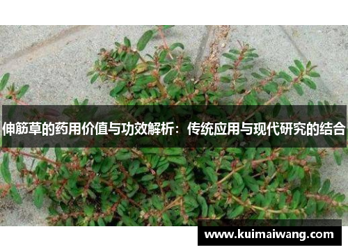 伸筋草的药用价值与功效解析：传统应用与现代研究的结合